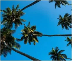 GoggleSoc Island Soc The Ming Poon Collection -Masque De Ski gogglesoc island soc the ming poon collection 4